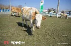 «Даже кур не держат!» Почему жители Башкирии отказываются от содержания коров