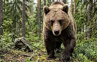 На каком расстоянии животные могут учуять человека: медведей точно стоит бояться
