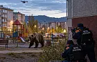 В Туве медведь вышел на охоту в город – вот что с ним сделали местные