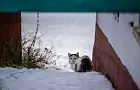 Тревожные сигналы: как распознать, что кошка скоро уйдет из жизни 