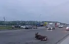 Умер лосёнок, которого сбили на Восточном выезде в Уфе