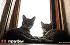 Почему кошка все время просит есть: 5 причин и одна, о которой хозяева часто не задумываются 