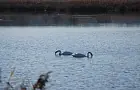 На Кандрыкуле заметили лебедей