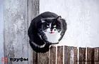 Эти 4 привычки есть почти у каждой кошки, которые сводят с ума хозяев