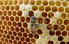 Массовая гибель пчел в Башкирии: причины, последствия, прогнозы