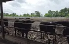 Фермеры из Куюргазинского района отравили местную речушку Кривля