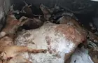«Стараемся не отвозить обратно». В Башкирии в скотомогильнике нашли гору трупов собак