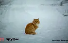 Почему кошка игнорирует хозяина: 5 причин, о которых вы не знали