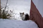 9 вещей, которые сделают кошку по-настоящему счастливой