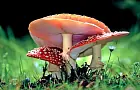  Легалайз по-казански. Врачи бьют тревогу из-за продажи мухоморов в центре города