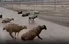 На дорогах Башкирии скользят даже бараны