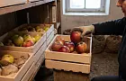 Где хранить яблоки, чтобы они сохранились до самой весны: советы
