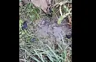 «Платим за грязную воду и хамство!»: жители Башкирии жалуются на Чишминский водоканал