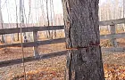 Жителям Башкирии отказали в мирной акции у Кужановских лиственниц