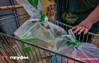 Какие продукты вырастут в цене быстрее всего в ближайшее время