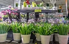 Почему пионы не цветут пышно: 3 ошибки, которые часто делают в июне 