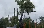 В Уфе массово срубают деревья