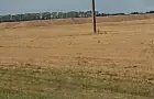 Вот и зерновая эпопея началась: в Башкирии снова оставляют зерно на полях