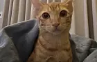 Почему нельзя прогонять кошку, когда она занимает ваше место