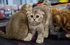 Названы породы кошек-антистрессов 