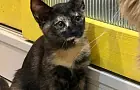 Роскачество назвало лучшие корма для кошек: какие марки вошли в топ