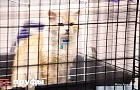 11 вещей, которые я делаю только потому, что у меня есть кот