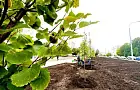 В Уфе вырвали деревья на аллее в честь участников СВО ради строительства нового объекта