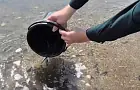 Краснокнижных рыб запустили в Павловское водохранилище