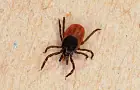 Вирусологи предупредили о появлении нового смертельно опасного клеща