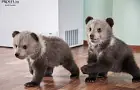 В уфимском вольере показали семерых медвежат (фото и видео)