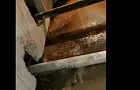 «Дети дышат фекалиями»: в Уфе 4 месяца не могут устранить потоп нечистот в подвале жилого дома