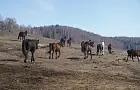 В Уфе запустили уникальную для Башкирии программу реабилитации детей, победивших рак, − с помощью лошадей