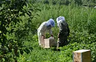 Башкирские пчеломатки покоряют пасеки Иордании