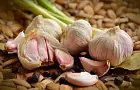 Когда нужно собирать чеснок и лук: основные сроки и правила хранения урожая