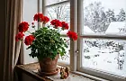 Как сохранить герань зимой: простой способ с бумажным пакетом
