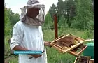 В Башкирии медведи напали на пасеку
