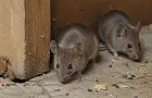 Как защитить дом от крыс без яда: простой и бюджетный способ
