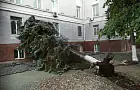 В Уфе на реконструируемой Советской площади рухнула ель
