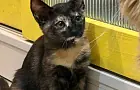 Кошка не знает, вернетесь ли вы: что чувствует питомец после ухода хозяина