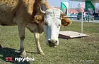 Башкирия опять похвасталась рекордами производства молока