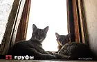 Ученые из Японии раскрыли феномен, почему кошка падает на 4 лапы