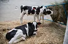 В Башкирии задержана семья, промышлявшая кражей скота