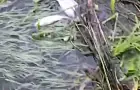 Замор рыбы обнаружили на Уфимке