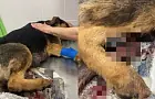 Во рту у кормящей собаки взорвали петарду: разорваны молочные железы, щенки еле выжили