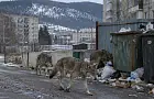 «Здесь просто на улицу выходят волки и медведи». В Межгорье хищники чувствуют себя как дома
