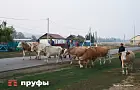 Когда точно нужно копать картофель: 3 важных момента, которые знают не все