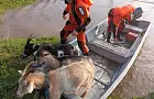 В затопленных Уршадах МЧС переплавили людей и коз на лодках. Что происходит на севере Башкирии – фото