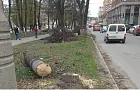 Уфимцы возмущены вырубкой деревьев на бульваре Ибрагимова