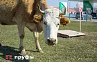 Более 12 млрд рублей вкладывают в развитие молочной отрасли в Башкирии