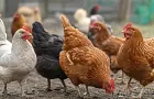 Как заставить кур нестись лучше даже зимой: несколько проверенных советов